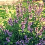 Propiedades salvia