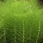 ola de caballo para que sirve