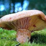 huevos rotos con niscalos