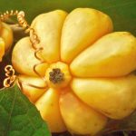 garcinia cambogia contraindicaciones