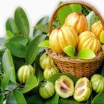 Garcinia Cambogia beneficios