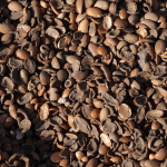 aceite de argán semillas