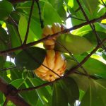 cómo tomar la garcinia cambogia