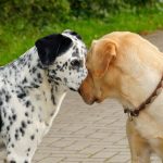 Perros mascotas