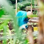 mujer recogiendo en el campo goma garrofín