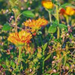 flor de la caléndula